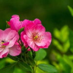 Zapraszamy na spotkanie z lekarzem do Czeladzi 17 listopada!